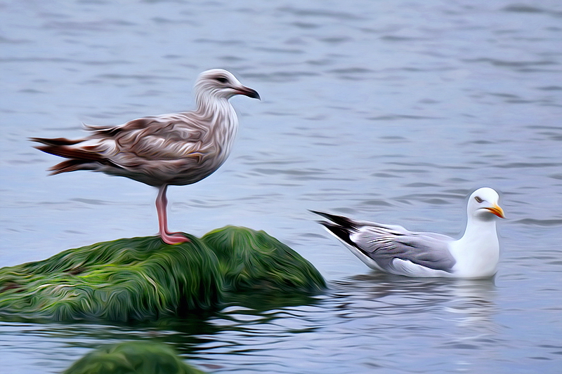 Tiere Holland 6 - 2013 _SAM_2117 als Smartobjekt-1 als Smartobjekt-1 Kopie.jpg
